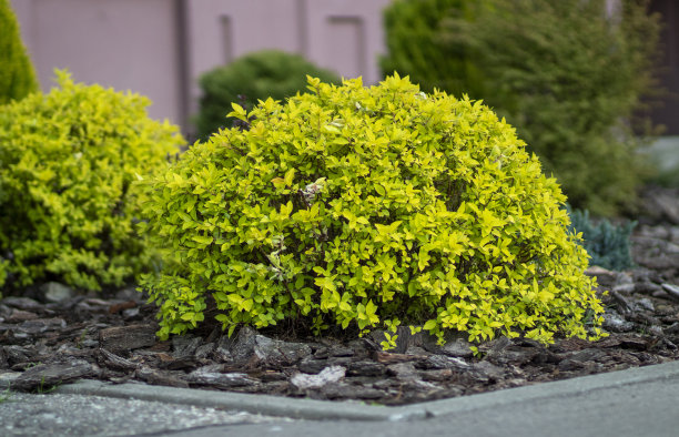 filipendula