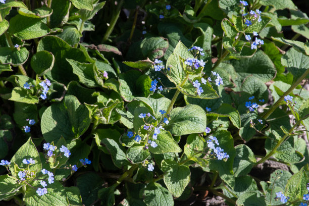 brunnera