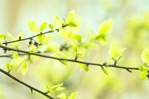 绿化植物空气清新叶子树苗春天