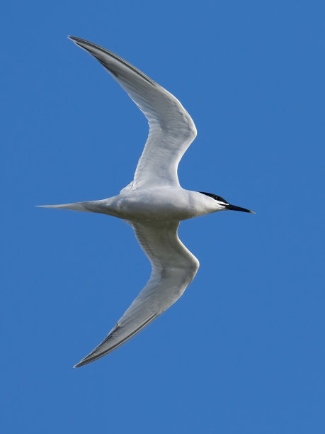 小tern