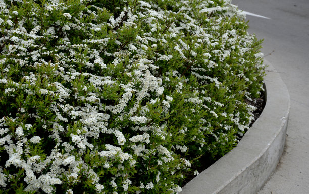 filipendula