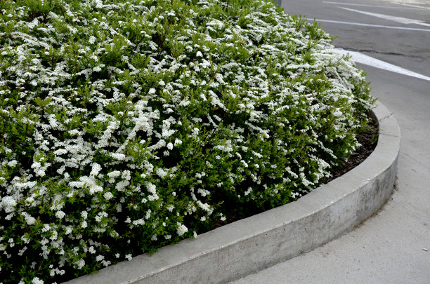 filipendula
