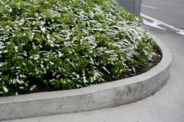 filipendula