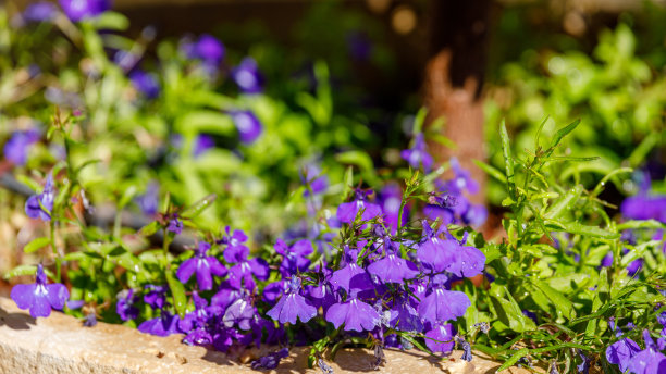 lobelia