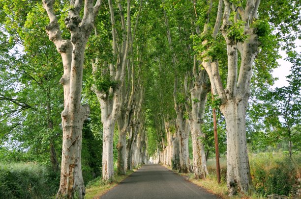 avenue