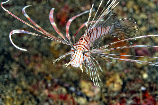 lionfish