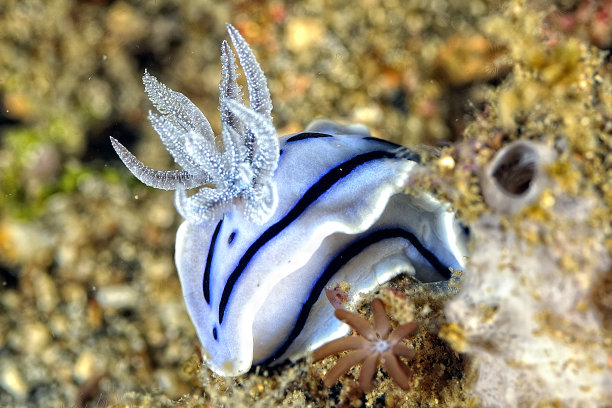 mollusk