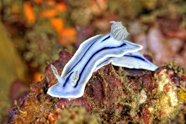 mollusk