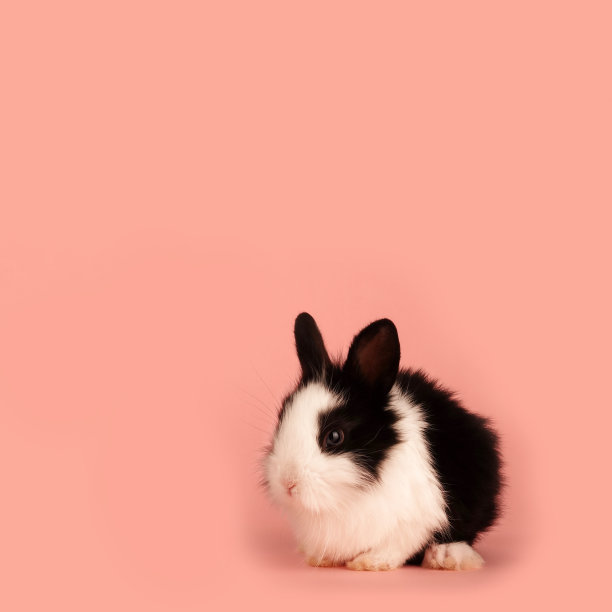 bunny