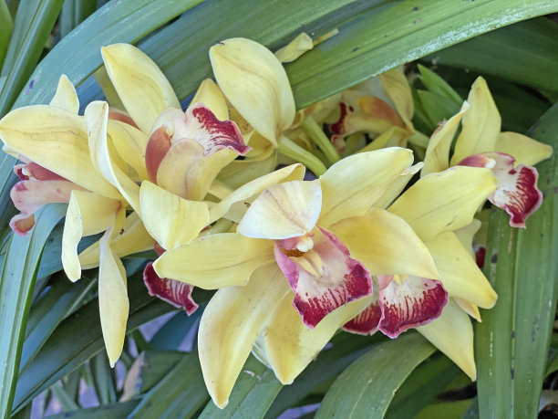 cymbidium