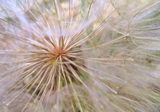 wispy