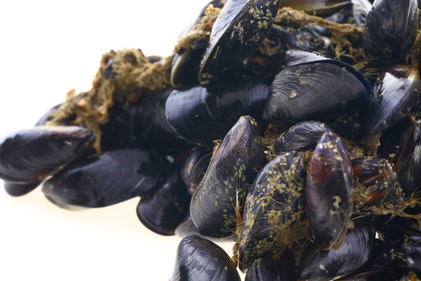 mussels