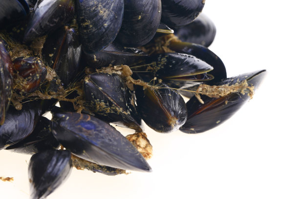 mussels
