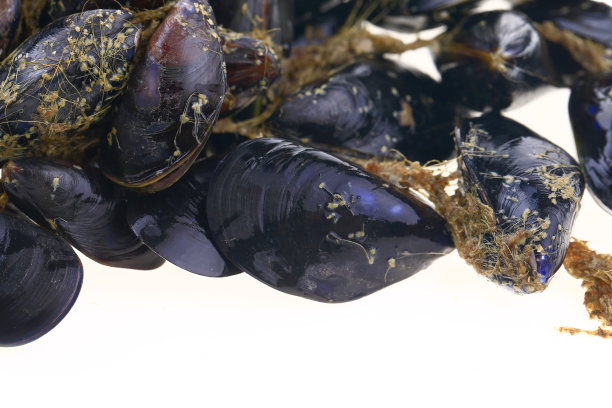 mussels
