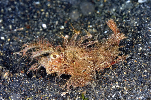 pterois