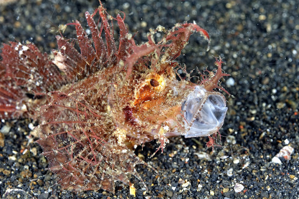 pterois