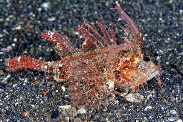 pterois