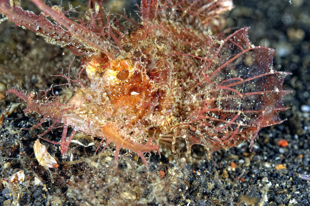 pterois