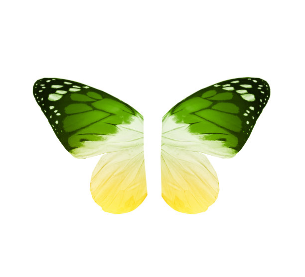 morpho