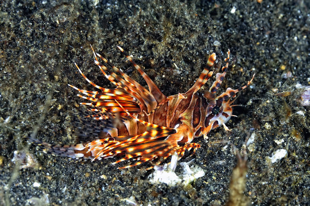lionfish