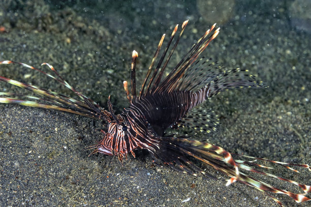 lionfish