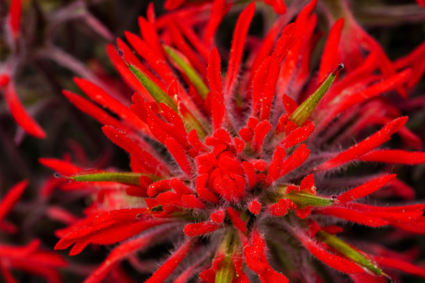 hawkweed