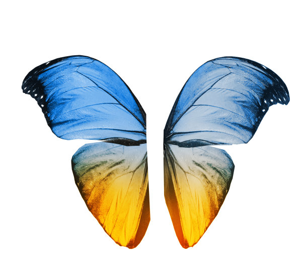 morpho