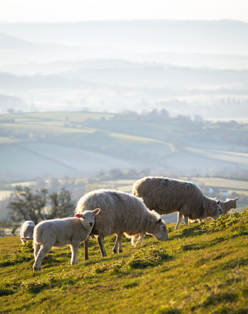 powys