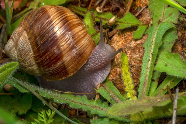 gastropod