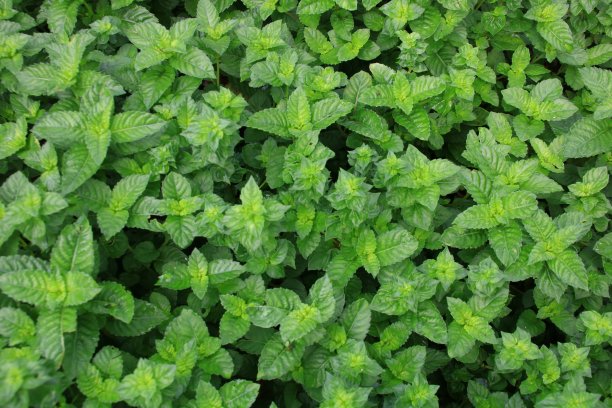 peppermint