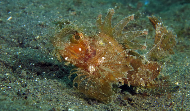 pterois