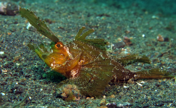 pterois