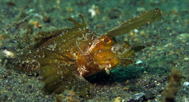 pterois
