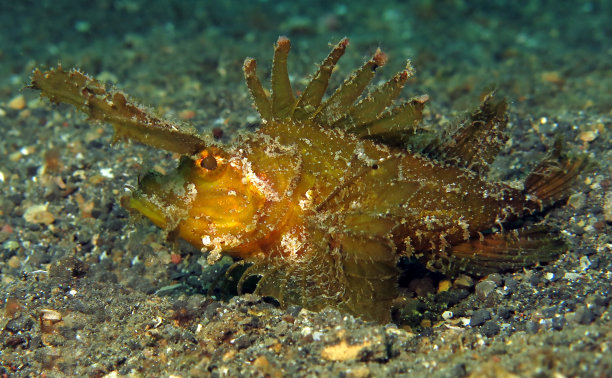 pterois