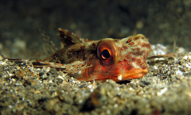 pterois