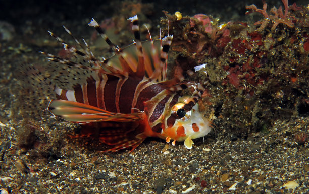 pterois