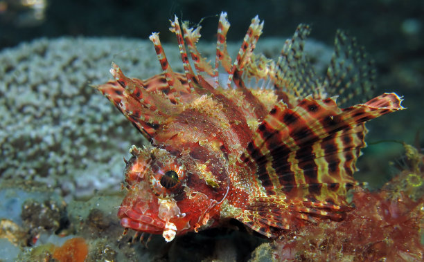 pterois
