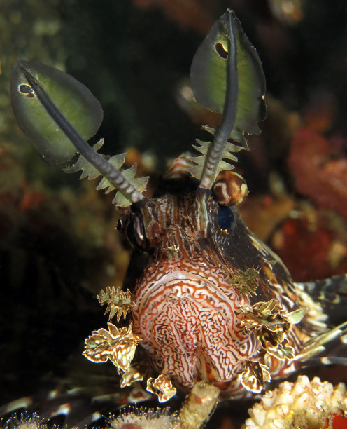 pterois