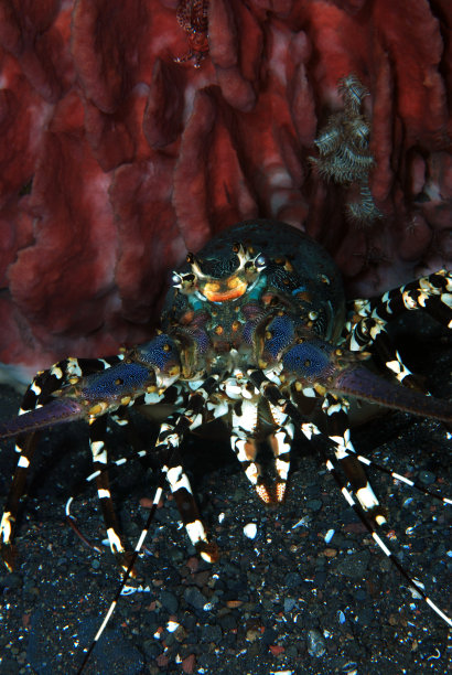 crustacean