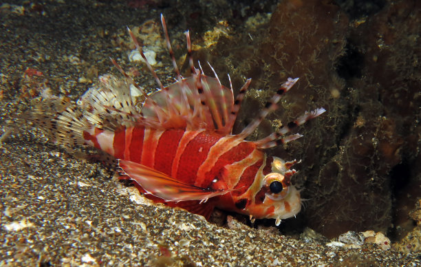 pterois
