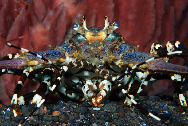 crustacean