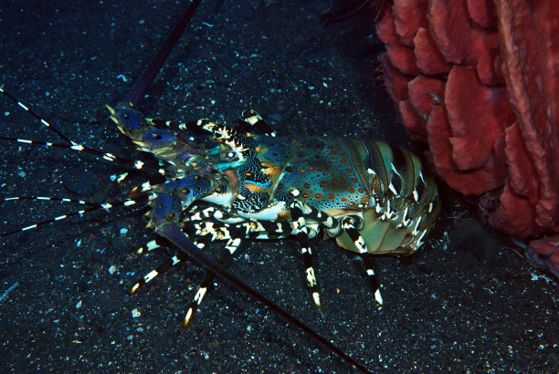 crustacean