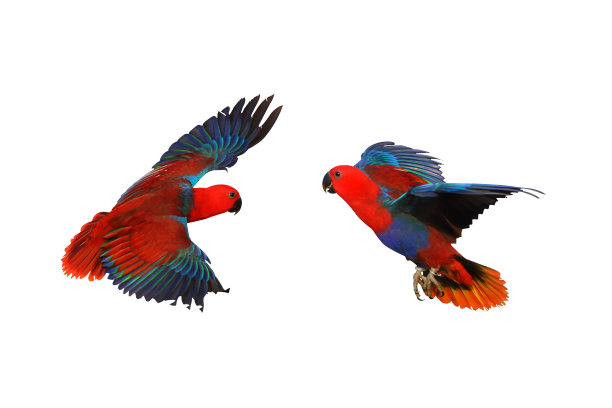 eclectus