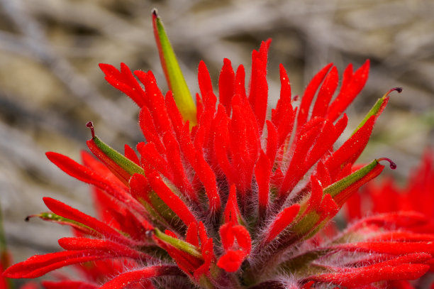 hawkweed
