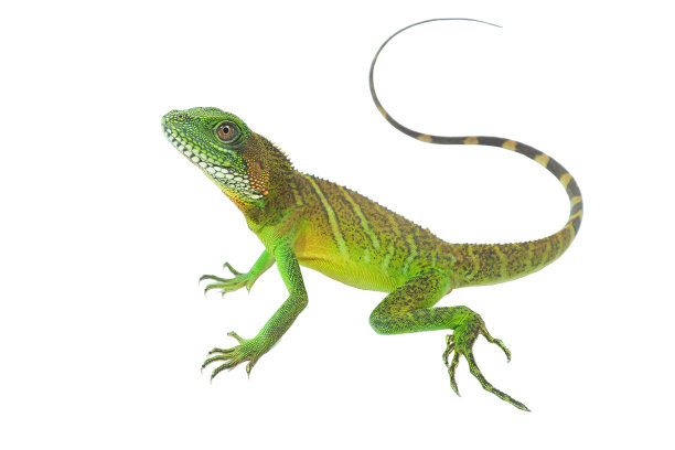 agama