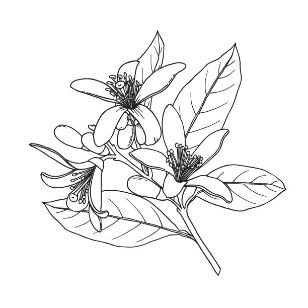 fragrans