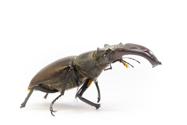 lucanus