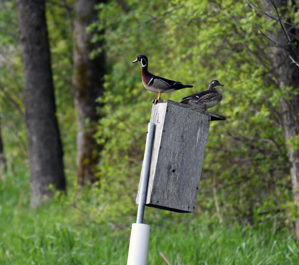 perched