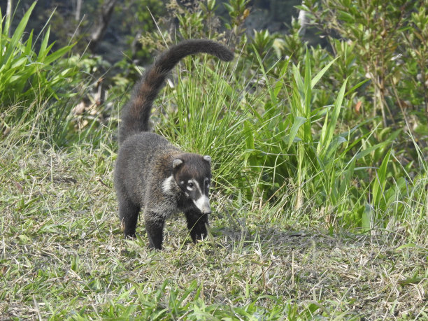 coatimundi