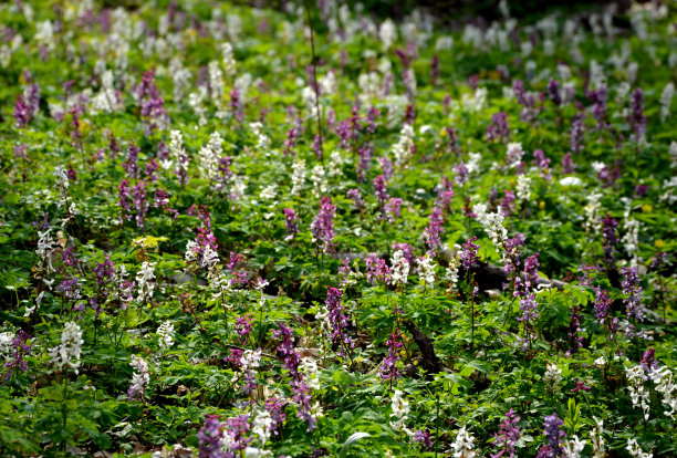 corydalis